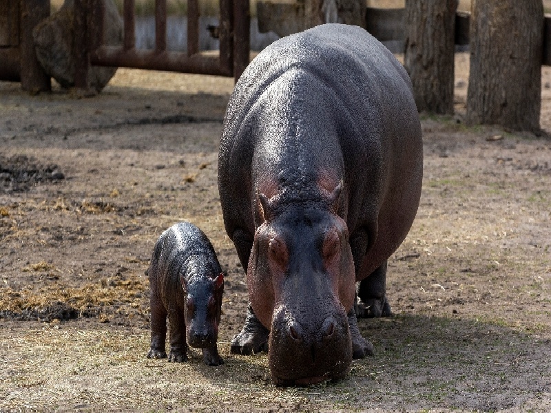 试管双胎孕吐星巴克试管咖啡做试管吗推荐凤凰